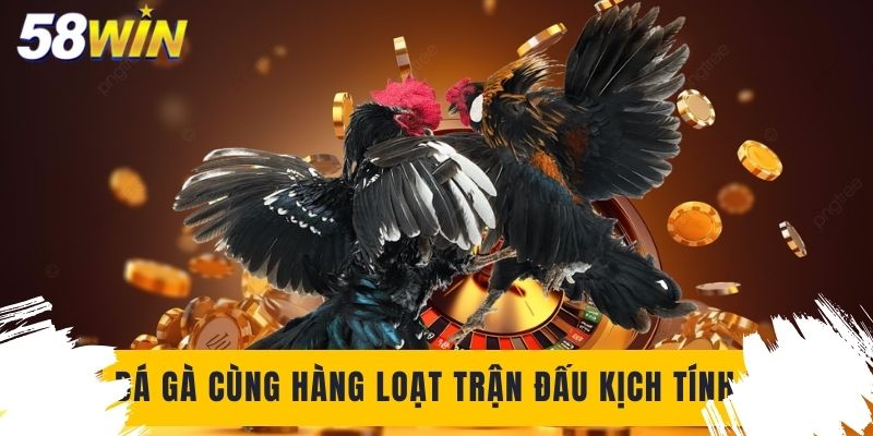 Đá gà cùng hàng loạt trận đấu kịch tính, chất lượng phát sóng HD