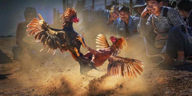 Loại hình đấu lại trong trận đá gà
