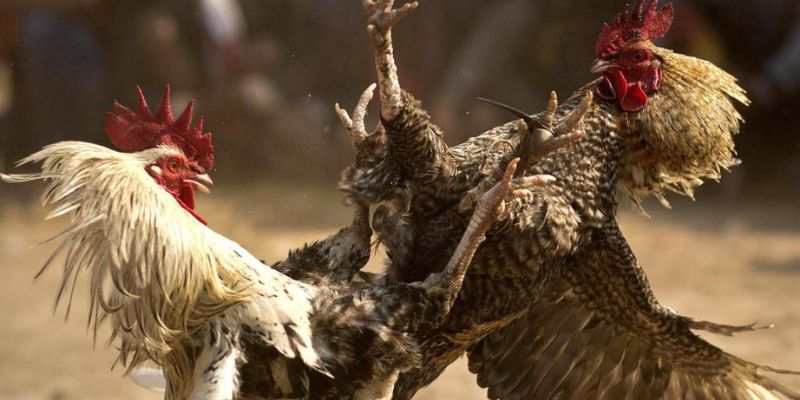 Cách tính thắng thua trong cược đá gà