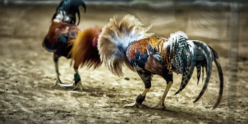 Các chiến lược cá cược đá gà khác hiệu quả từ 58WIN