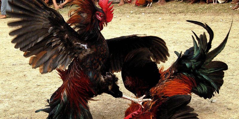 Nguồn gốc loại hình đá gà truyền thống