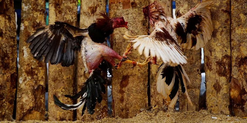 Quy tắc, quy định chọi gà truyền thống