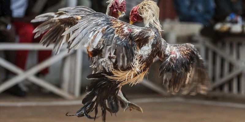 Đá Gà Truyền Thống 58WIN - Quy Tắc Và Chiến Thuật Hiệu Quả